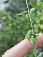 Triumfetta pentandra