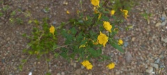 Hemimeris racemosa