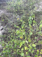 Triumfetta pentandra