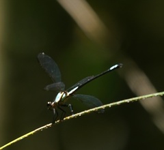 Diphlebia euphoeoides