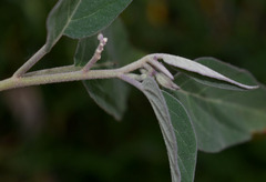 Solanum intonsum