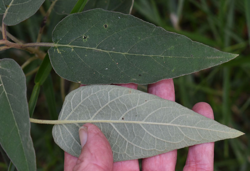 Solanum intonsum