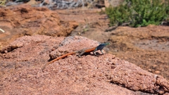 Platysaurus minor