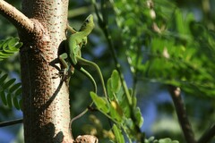 Anolis callainus