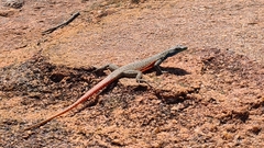 Platysaurus minor