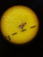 Elaphropeza ephippiata