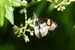 Libytheana terena