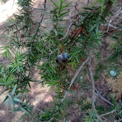 Juniperus macrocarpa