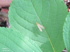 Panorpodes komaensis