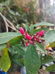 Jatropha integerrima
