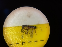 Xorides praecatorius