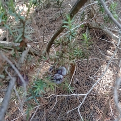 Juniperus macrocarpa