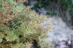 Cryptogramma crispa