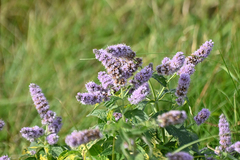 Mentha longifolia