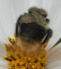 Bombus quadricolor