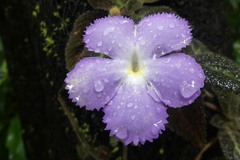 Episcia lilacina