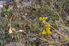 Limonium aureum
