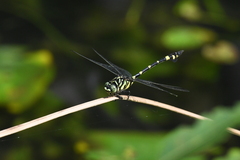 Ictinogomphus rapax