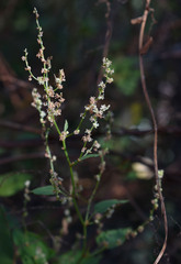 Muehlenbeckia zippelii