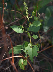 Muehlenbeckia zippelii