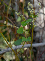 Muehlenbeckia zippelii