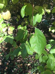 Magnoliales