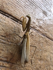 Mantis religiosa religiosa