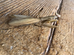 Mantis religiosa religiosa