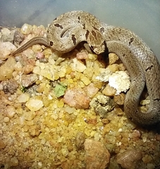 Oligodon sublineatus