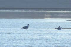 Ichthyaetus ichthyaetus