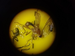 Norellisoma spinimanum