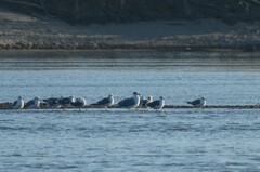 Ichthyaetus ichthyaetus