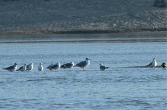 Ichthyaetus ichthyaetus