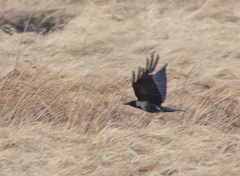 Corvus cornix × corone