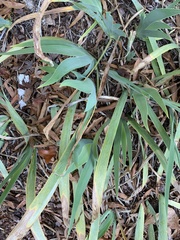 Paspalum pubiflorum