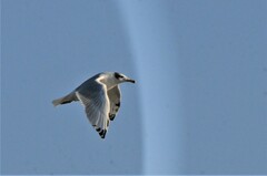 Ichthyaetus ichthyaetus