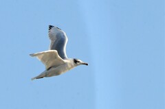 Ichthyaetus ichthyaetus