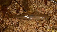 Rhynchocypris oxycephalus