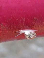 Hygromia cinctella