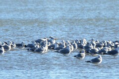 Ichthyaetus ichthyaetus