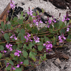 Indigofera ovata