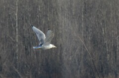 Ichthyaetus ichthyaetus