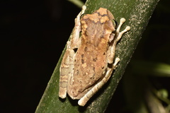 Osteocephalus taurinus