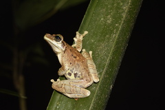 Osteocephalus taurinus