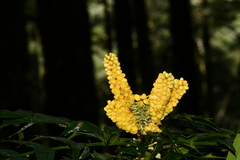 Berberis oiwakensis