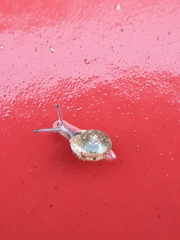Hygromia cinctella