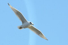 Ichthyaetus ichthyaetus