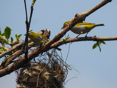 Zosterops palpebrosus