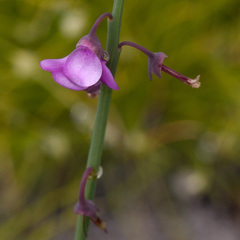 Indigofera ionii