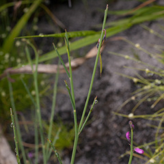 Indigofera ionii